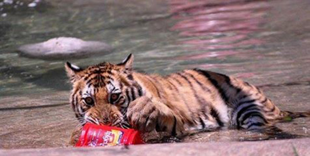tiger cub rescued from circus