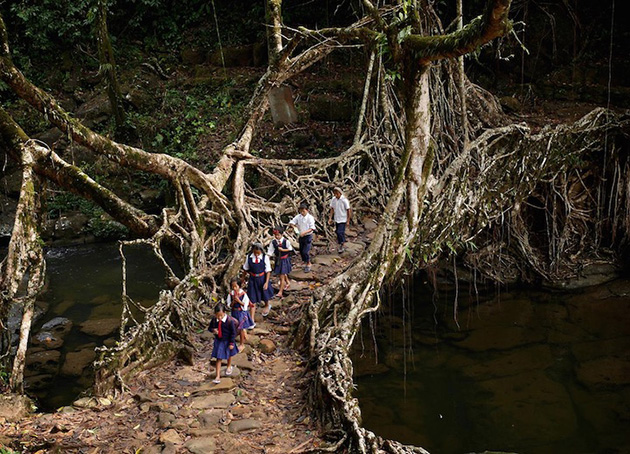 tree root bridges india