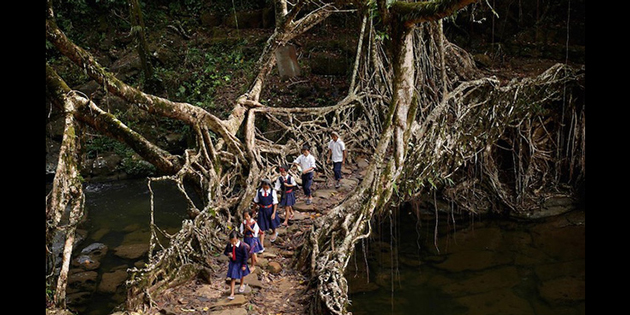 tree root bridges india