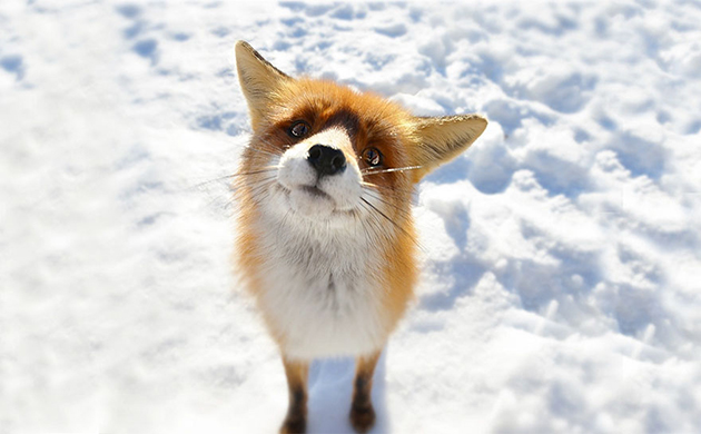 Winter Fox Photos
