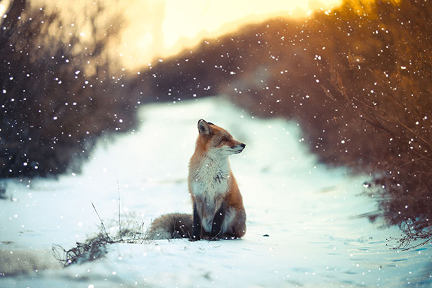Winter Fox Photos