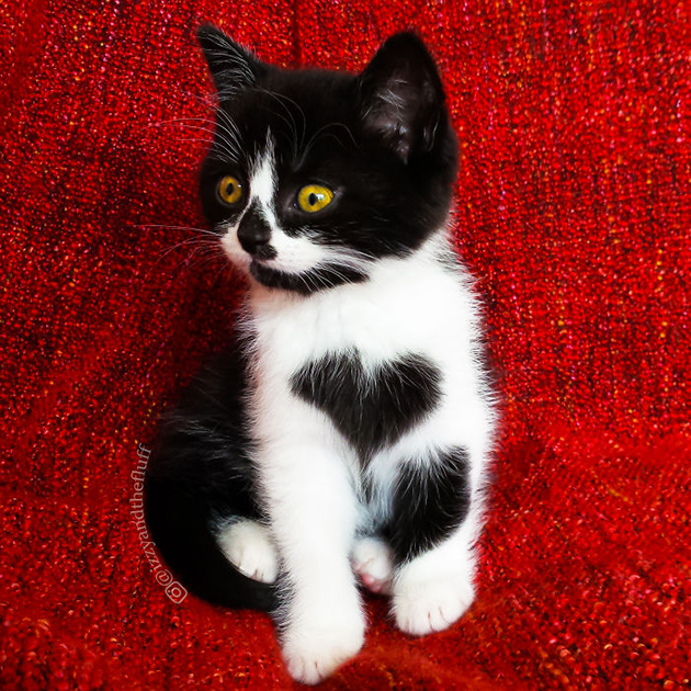 cute-cat-heart-on-chest