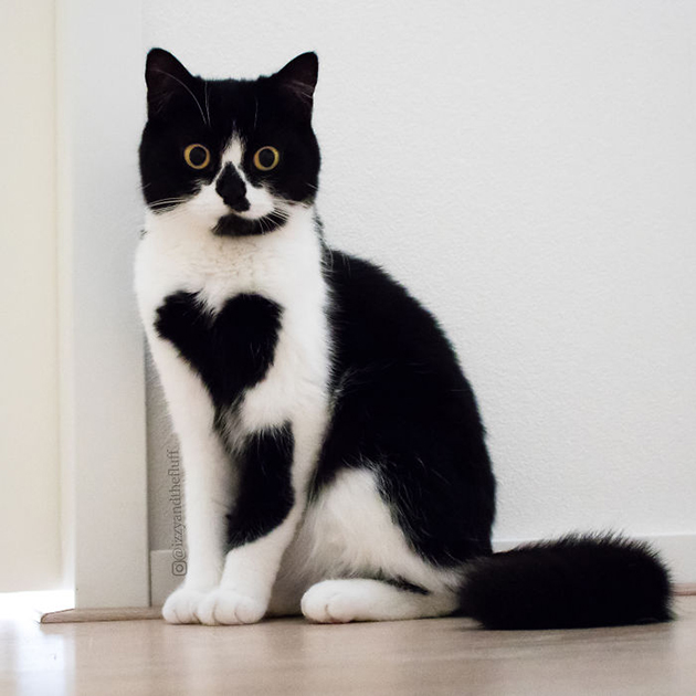cute-cat-heart-on-chest