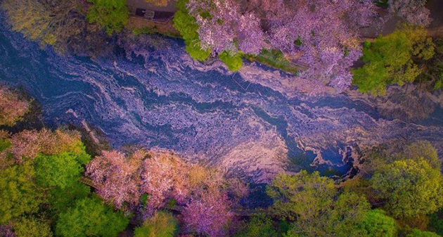 Cherry Blossoms Paint A Lake Purple 
