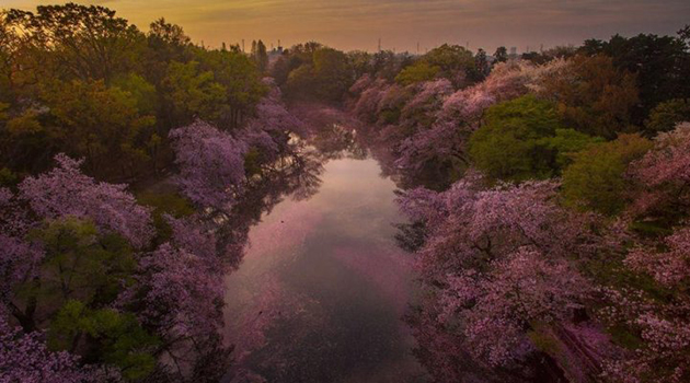 Cherry Blossoms Paint A Lake Purple 
