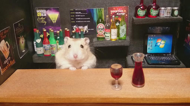 Adorable Hamster Bartenders Serving Tiny Food and Drinks
