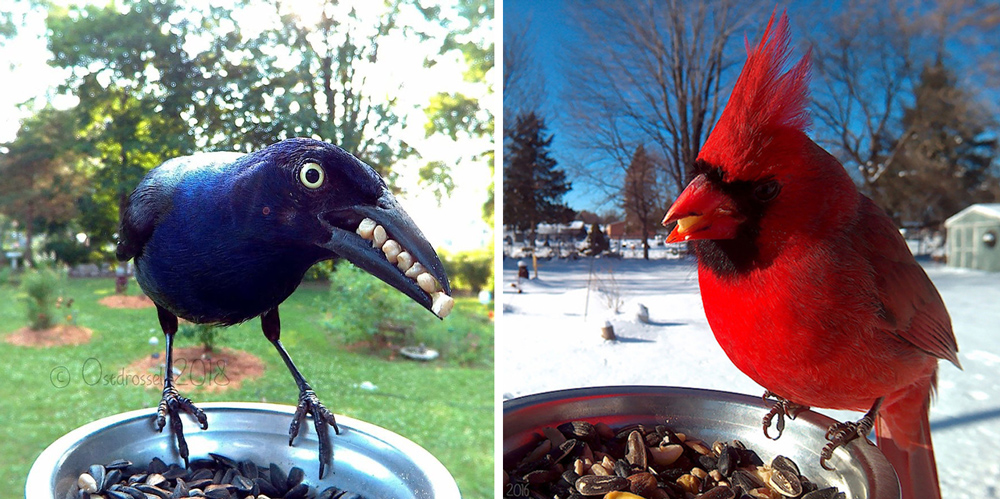 bird photobooth
