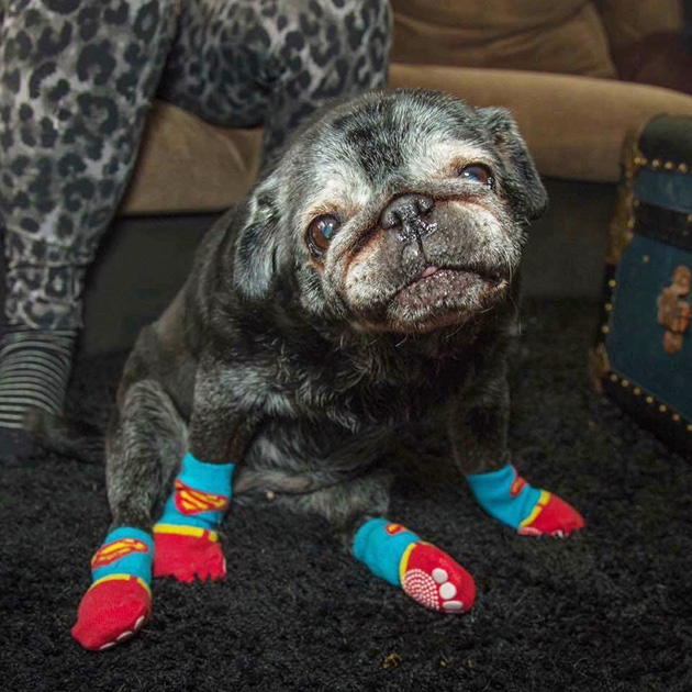 pug loves socks leia