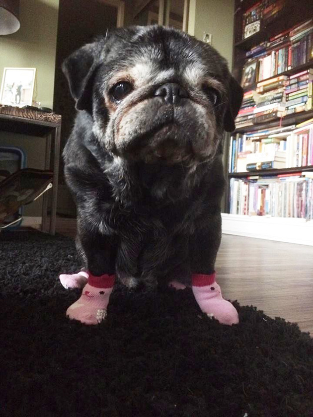 pug loves socks leia
