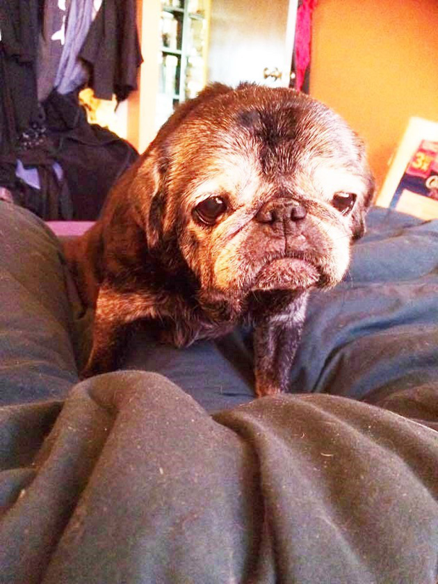 pug loves socks leia