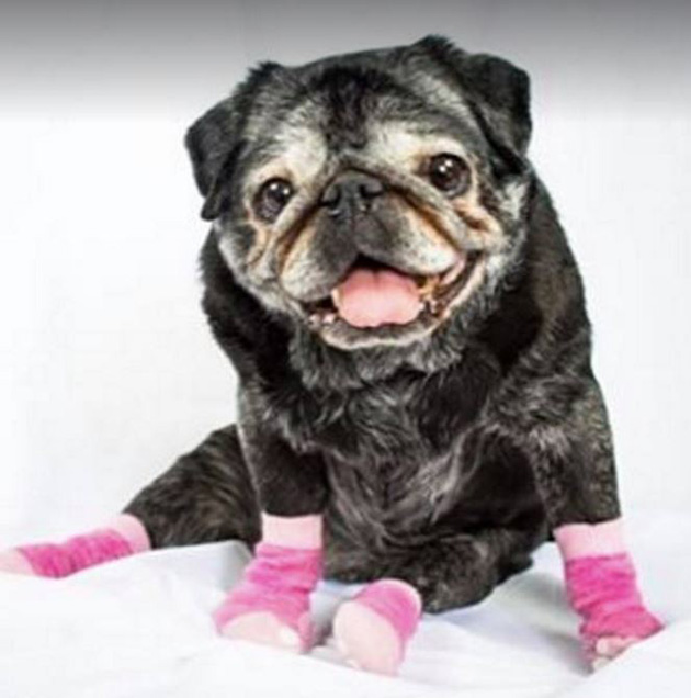 pug loves socks leia