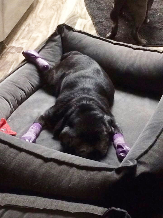 pug loves socks leia