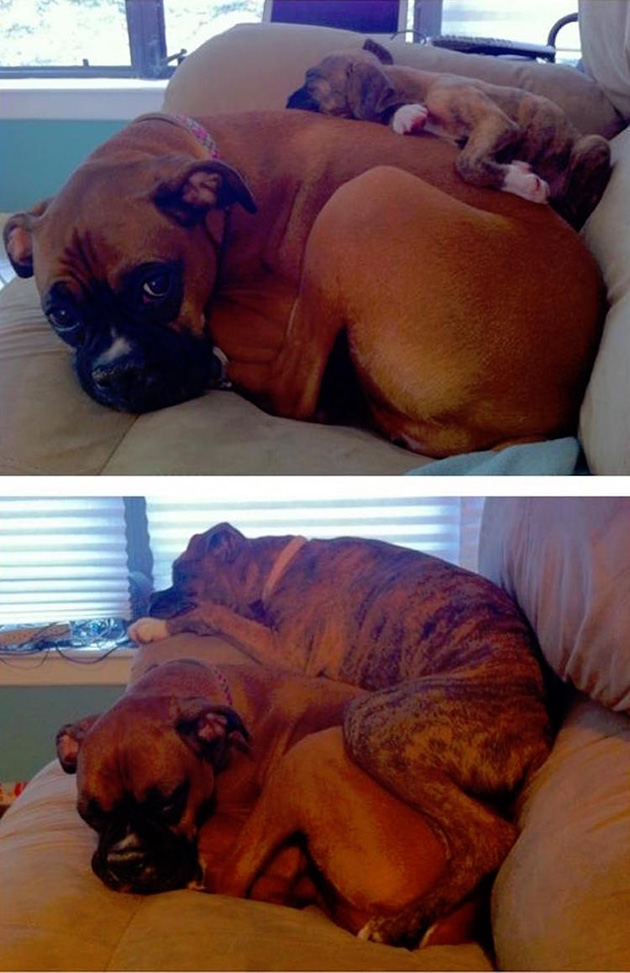 before after puppies