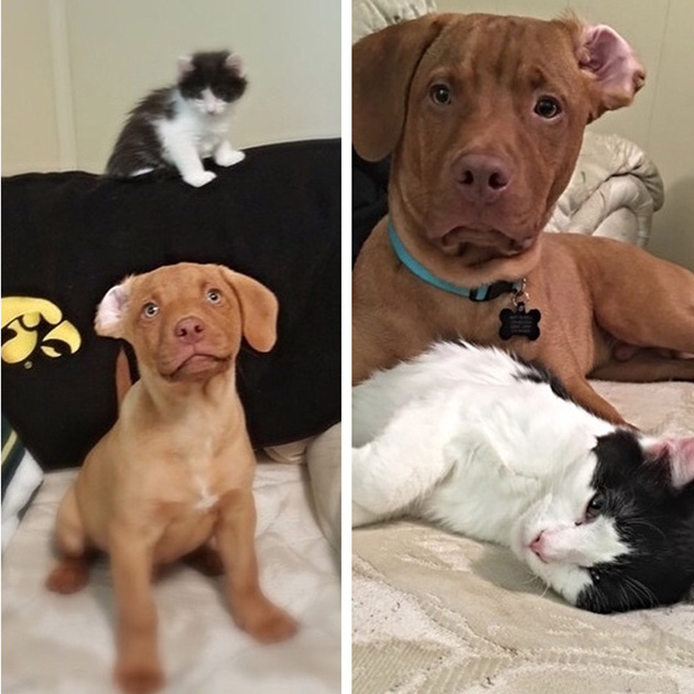 before after puppies
