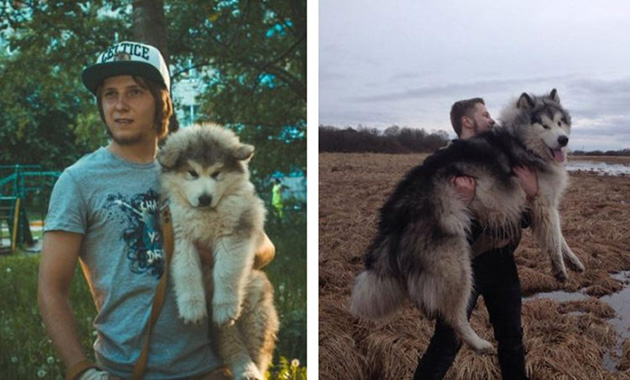 before after puppies