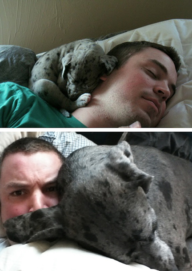 before after puppies