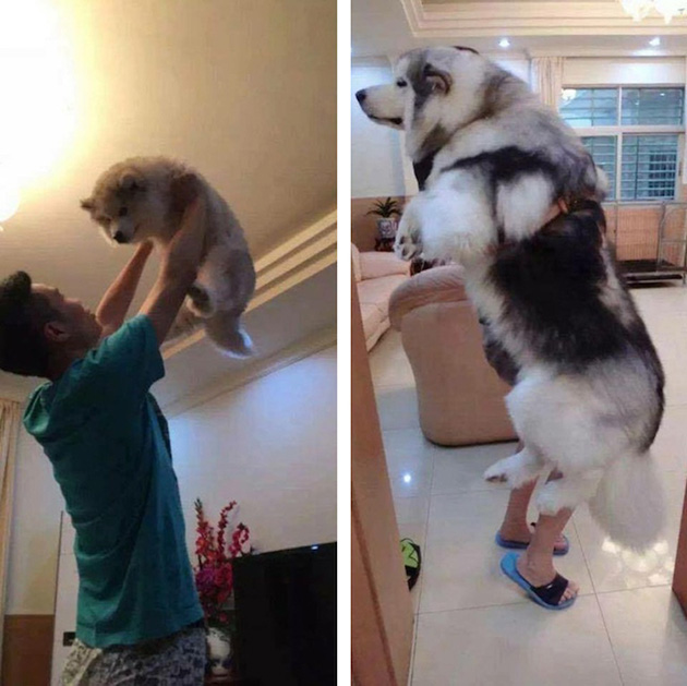 before after puppies