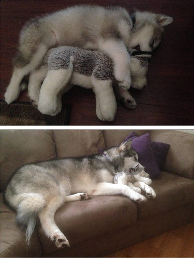before after puppies