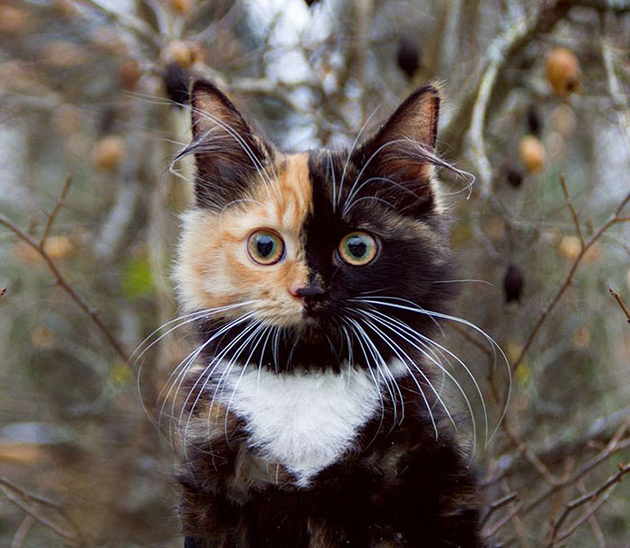 Yana, The Two-Faced Kitty 