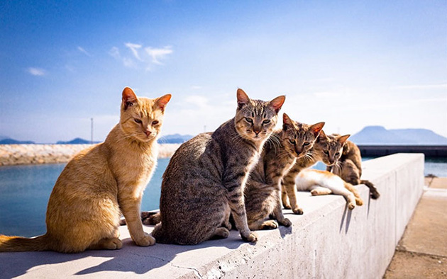 animals album photos