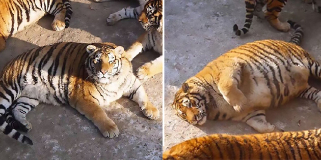 Sick Tiger Cub Rescued From Circus Makes Incredible Recovery