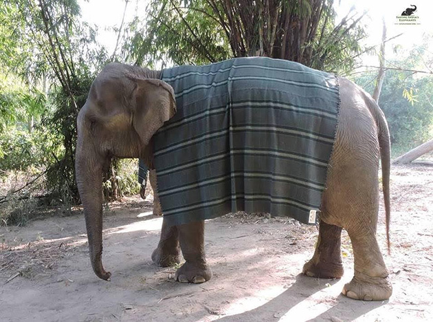 knitting giant sweaters Elephant