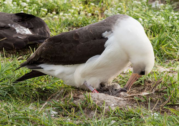 66-year-old-albatross-new-chicks