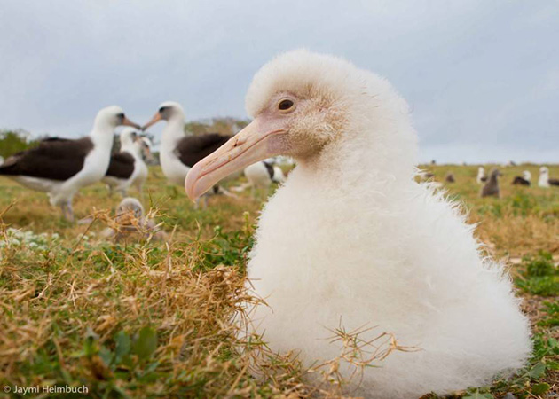 66-year-old-albatross-new-chicks