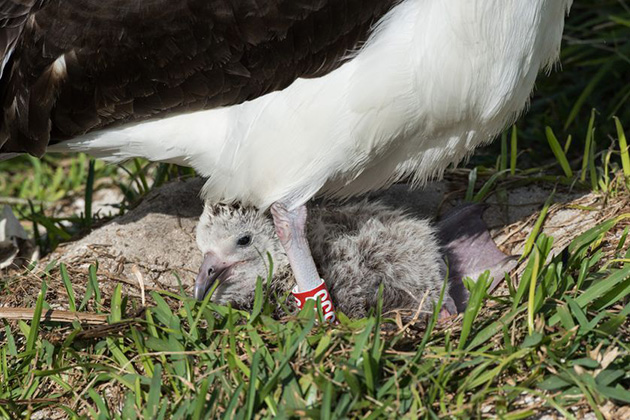 66-year-old-albatross-new-chicks