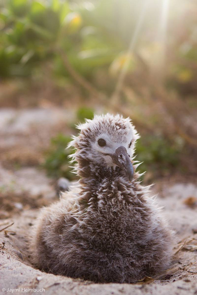 66-year-old-albatross-new-chicks