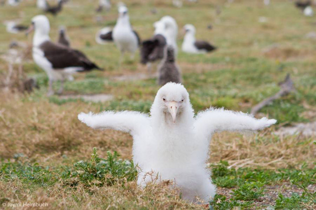 66-year-old-albatross-new-chicks