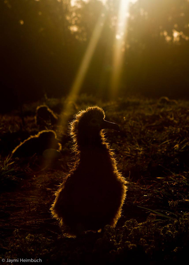 66-year-old-albatross-new-chicks