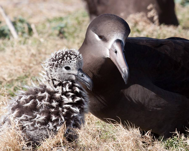 66-year-old-albatross-new-chicks