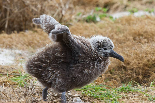 66-year-old-albatross-new-chicks