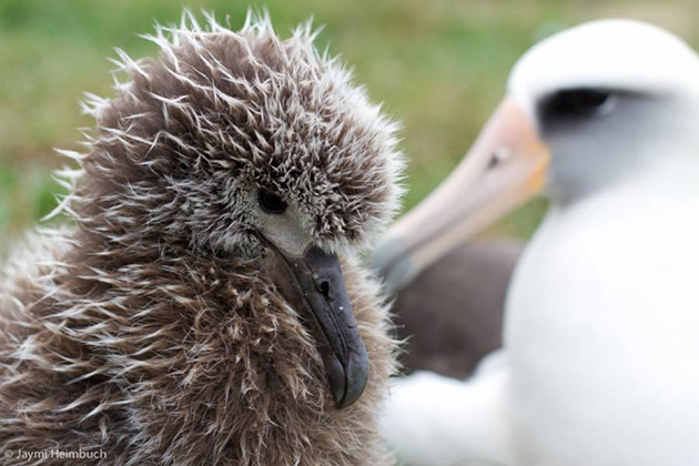 66-year-old-albatross-new-chicks
