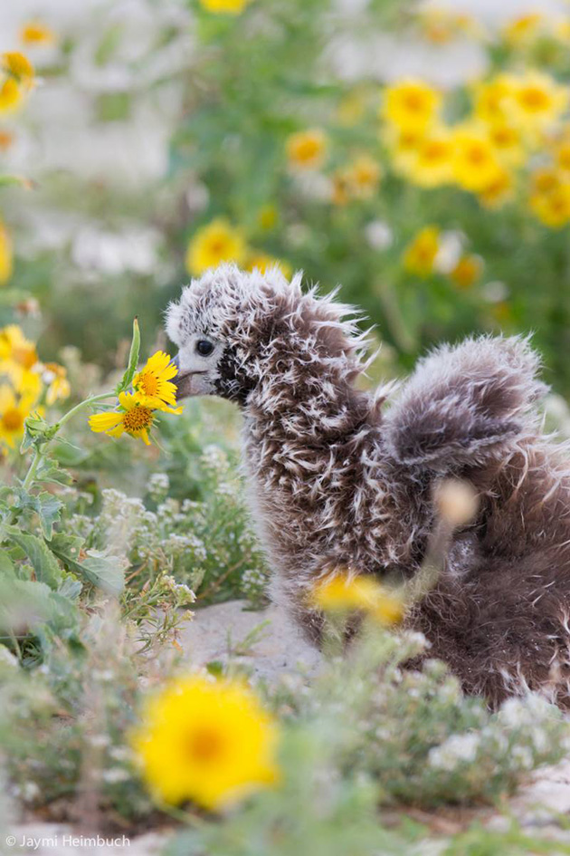 66-year-old-albatross-new-chicks