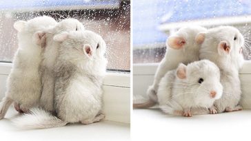 cute-baby-chinchillas
