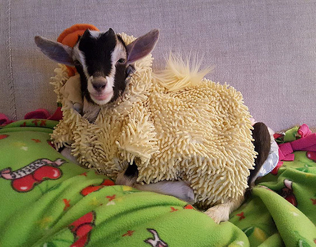Rescue Goat Suffering From Anxiety 