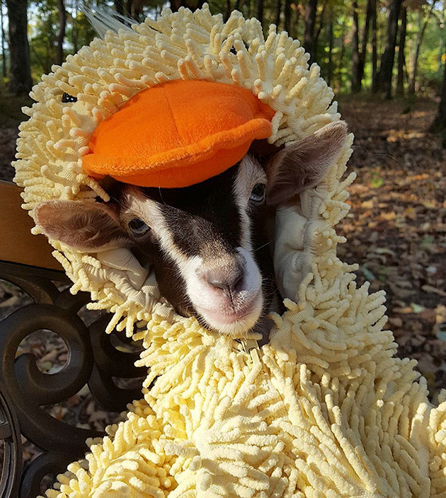 Rescue Goat Suffering From Anxiety 