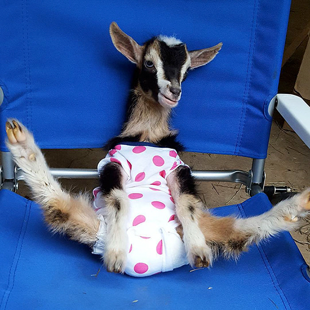 Rescue Goat Suffering From Anxiety 