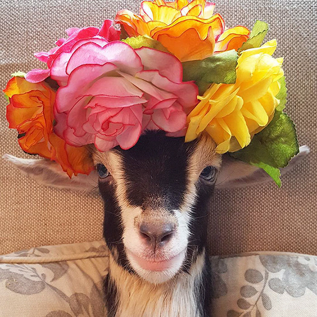 Rescue Goat Suffering From Anxiety 