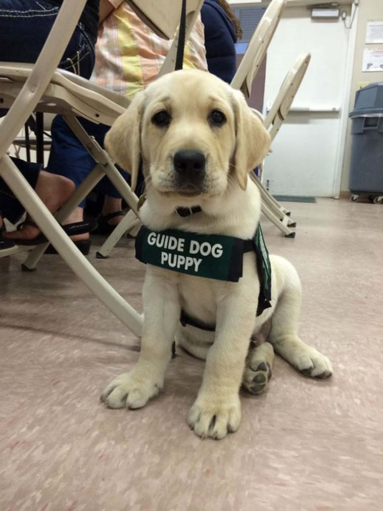 puppies first days at work