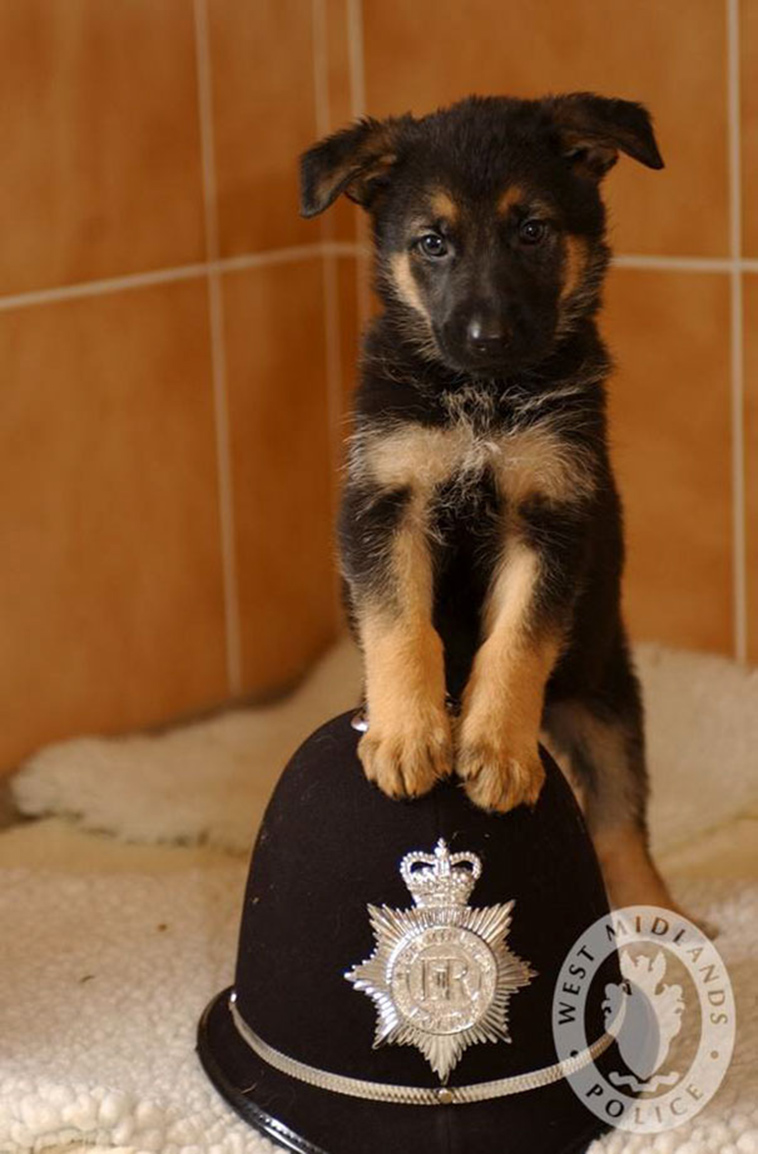 puppies first days at work