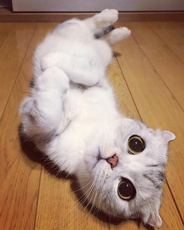 adorable-big-eyed-hana-kitty