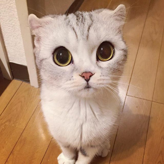 adorable-big-eyed-hana-kitty