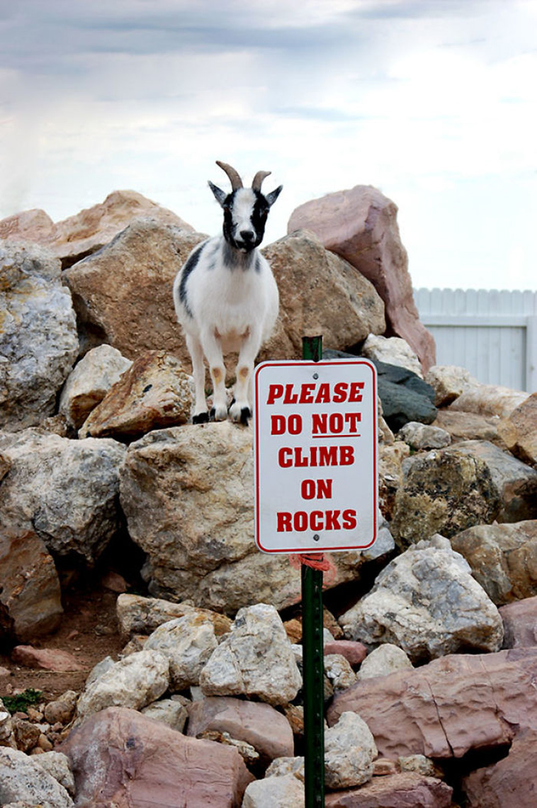 funny-animals-who-dont-give-a-damn