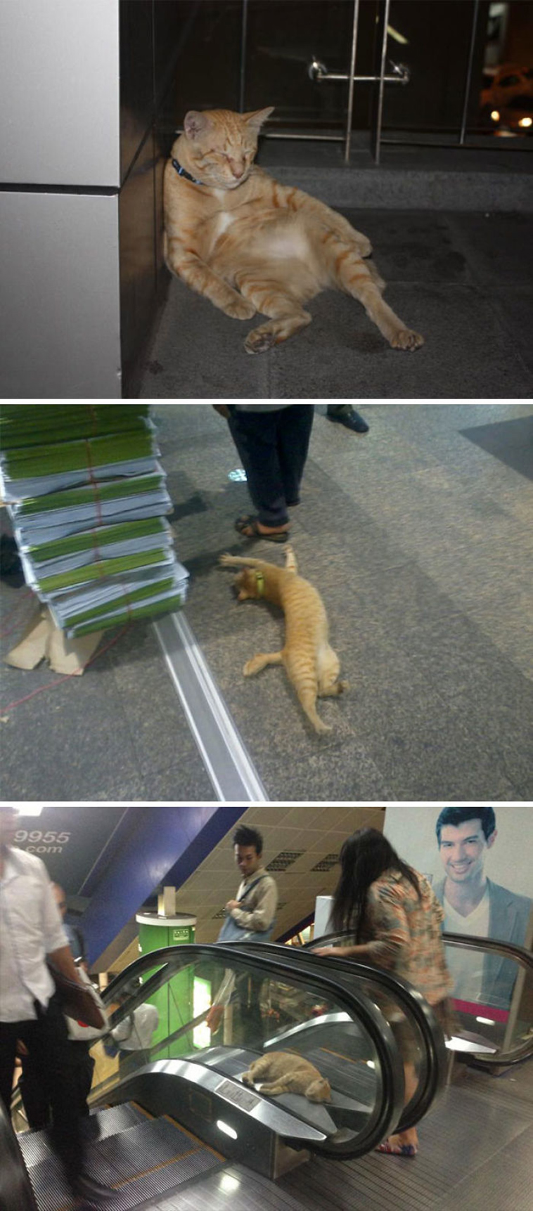 funny-animals-who-dont-give-a-damn