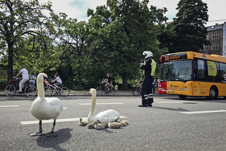 funny-animals-who-dont-give-a-damn