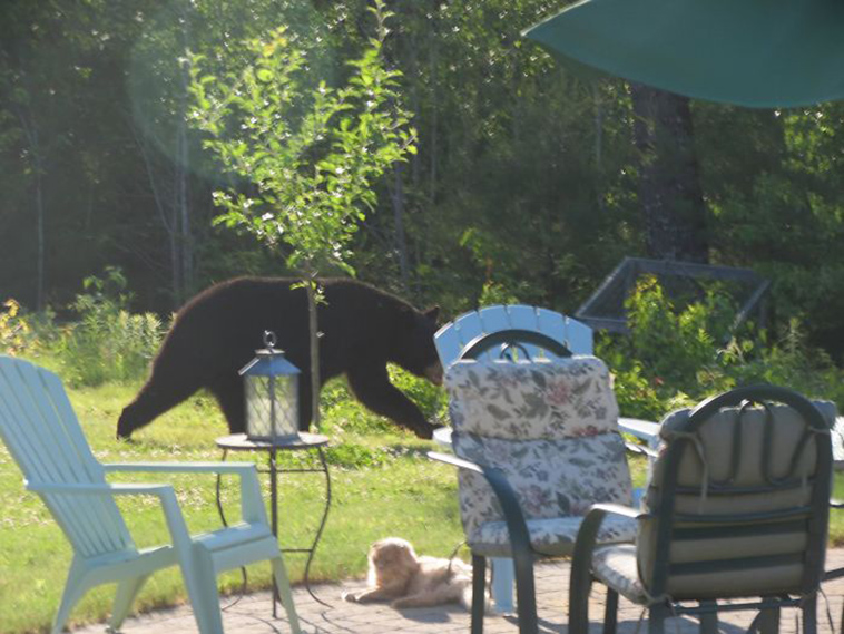 funny-animals-who-dont-give-a-damn