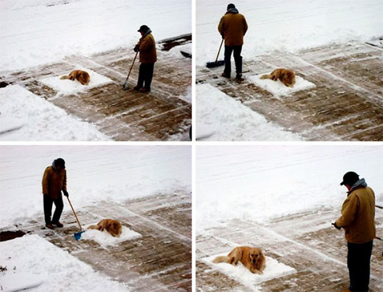 funny-animals-who-dont-give-a-damn